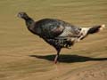 Zion - Wild Turkey